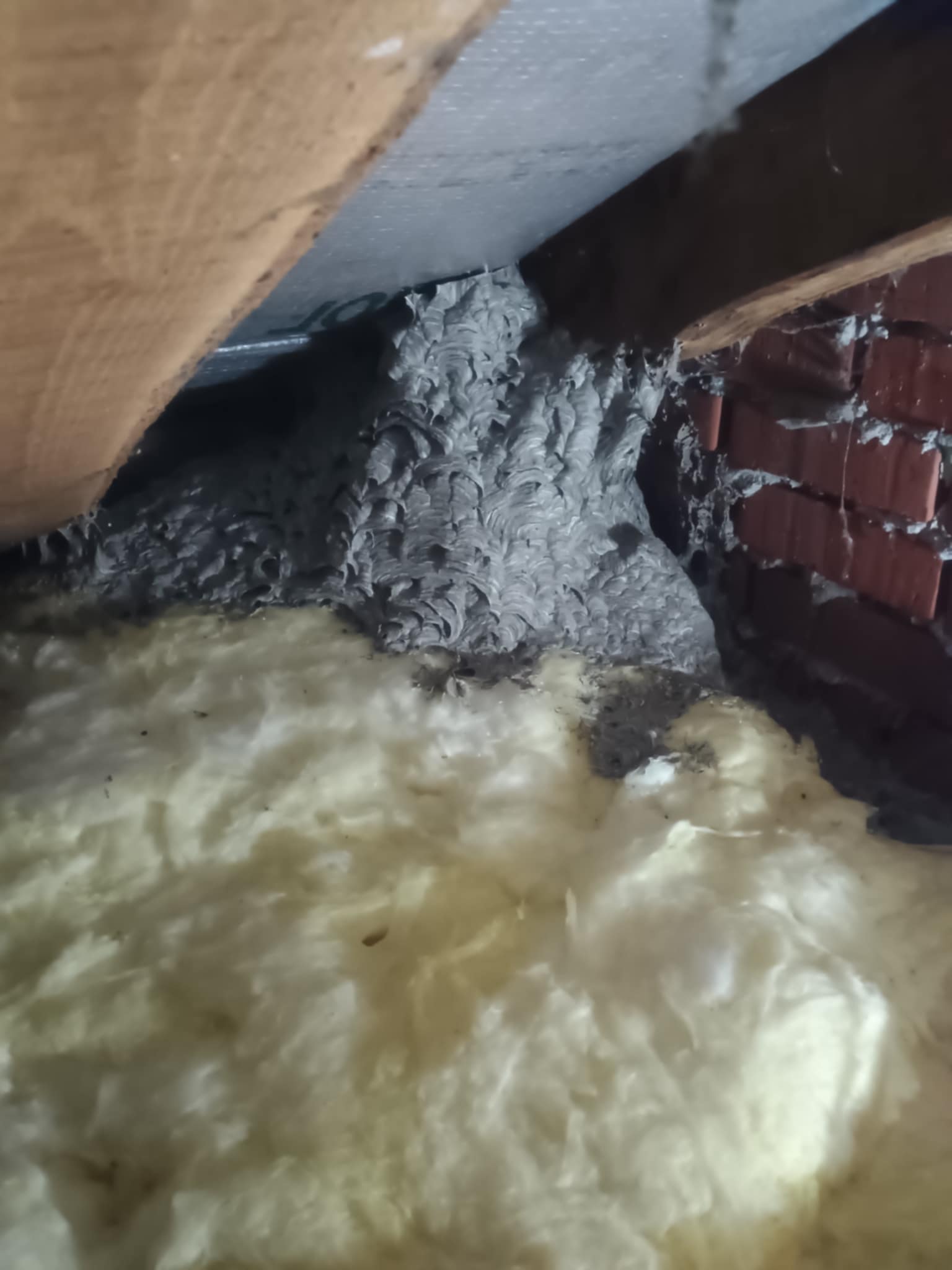 Darázsfészek eltávolítás 1