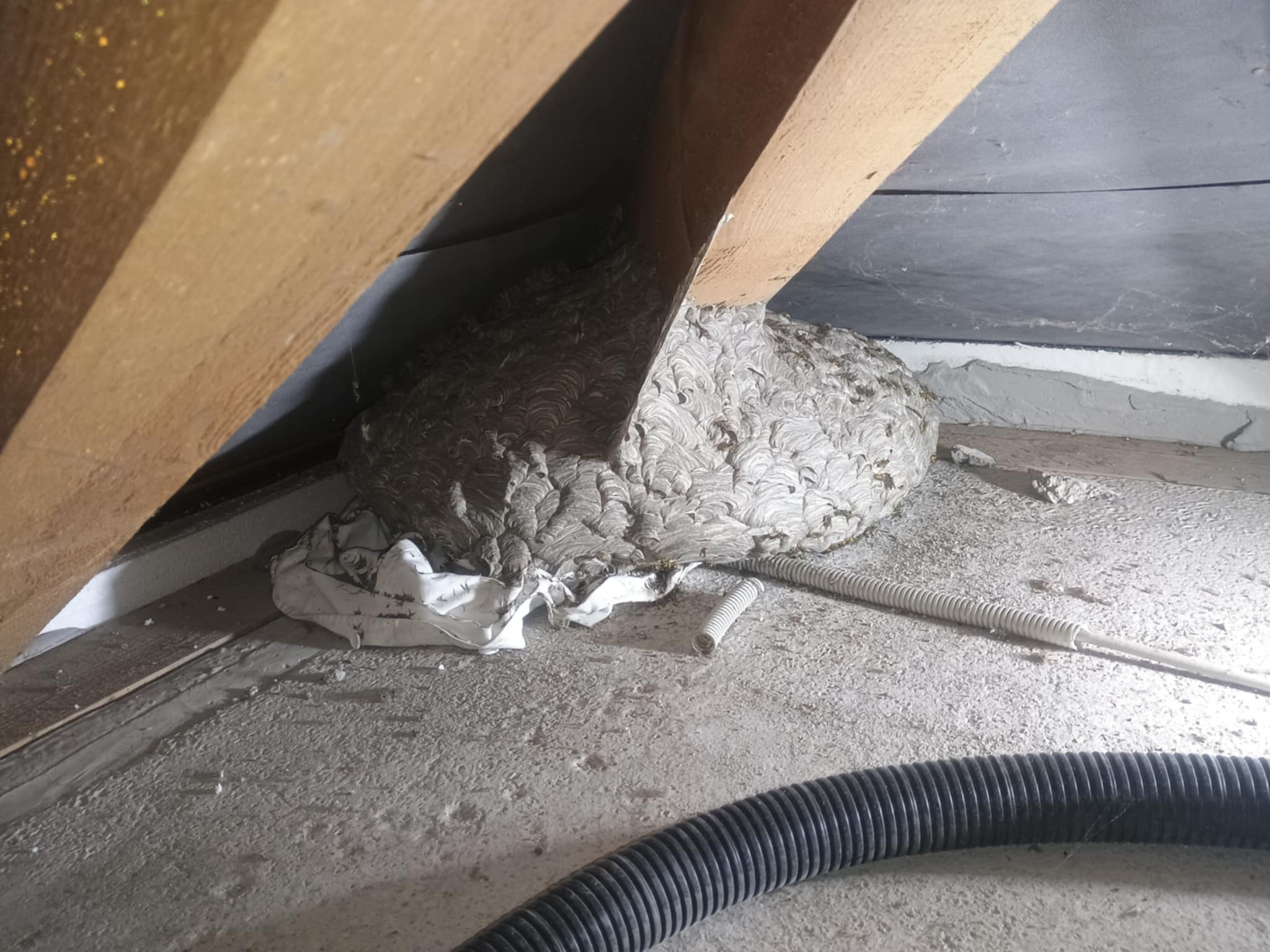 Darázsfészek eltávolítás 2