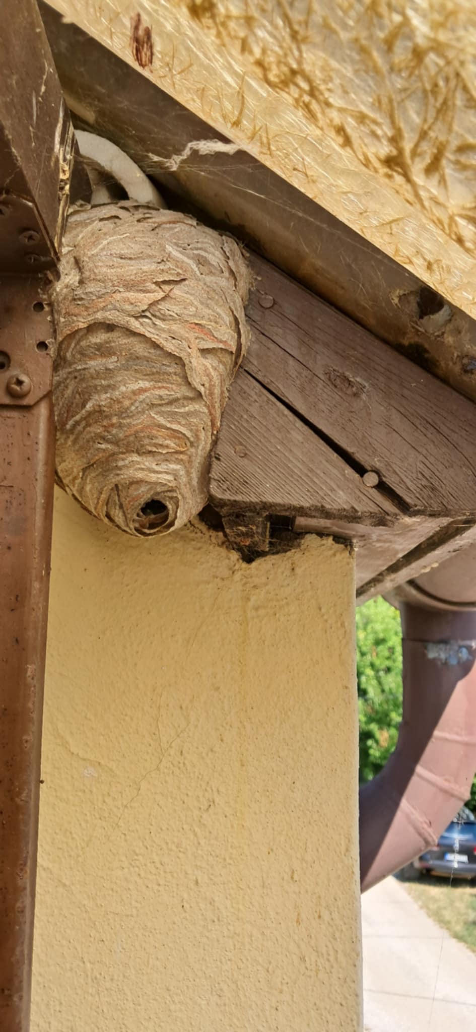 Darázsfészek eltávolítás 3