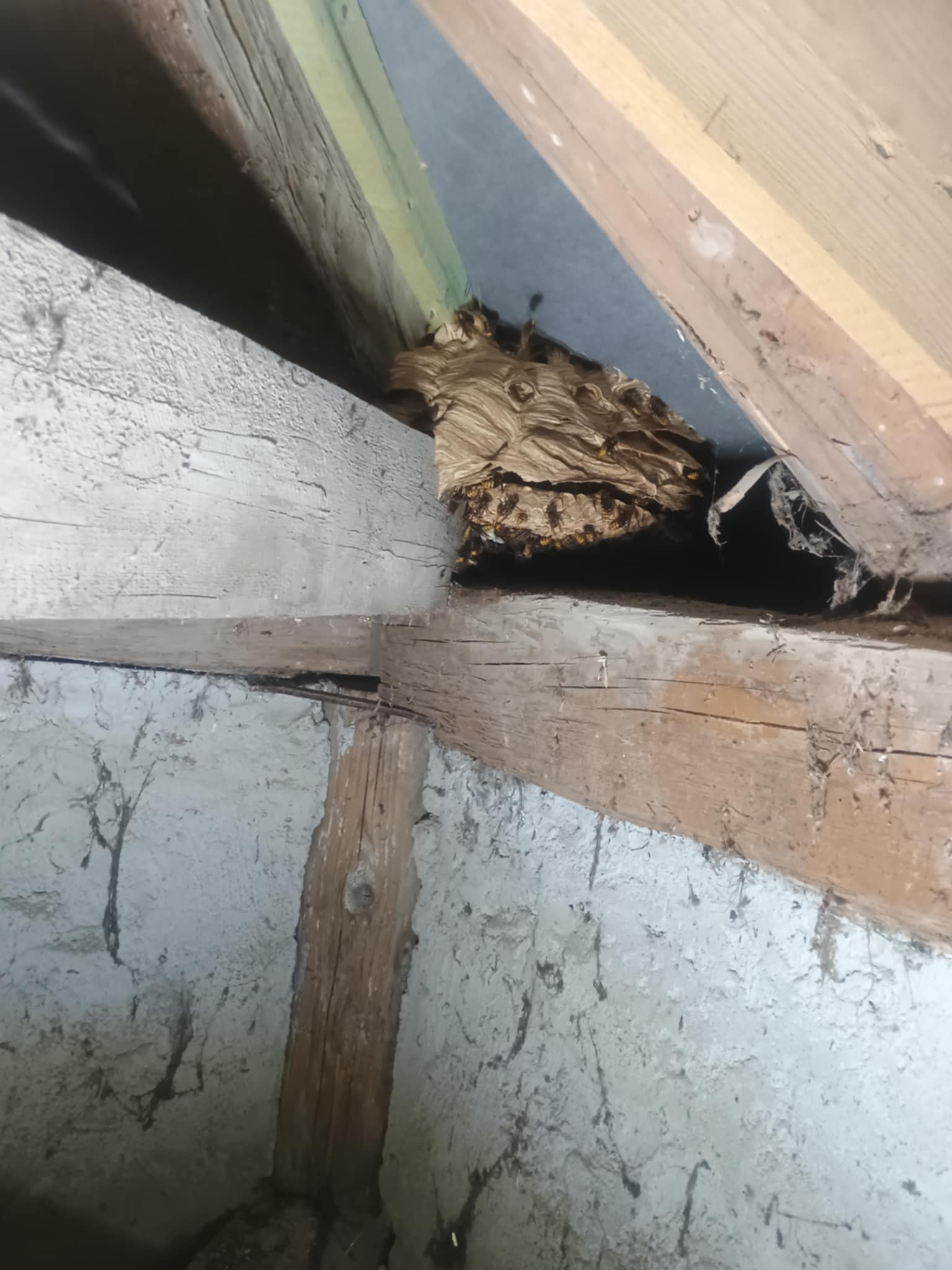 Darázsfészek eltávolítás 4