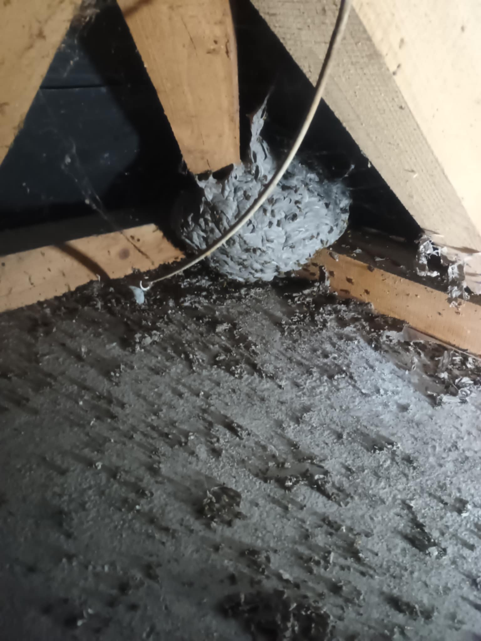 Darázsfészek eltávolítás 5