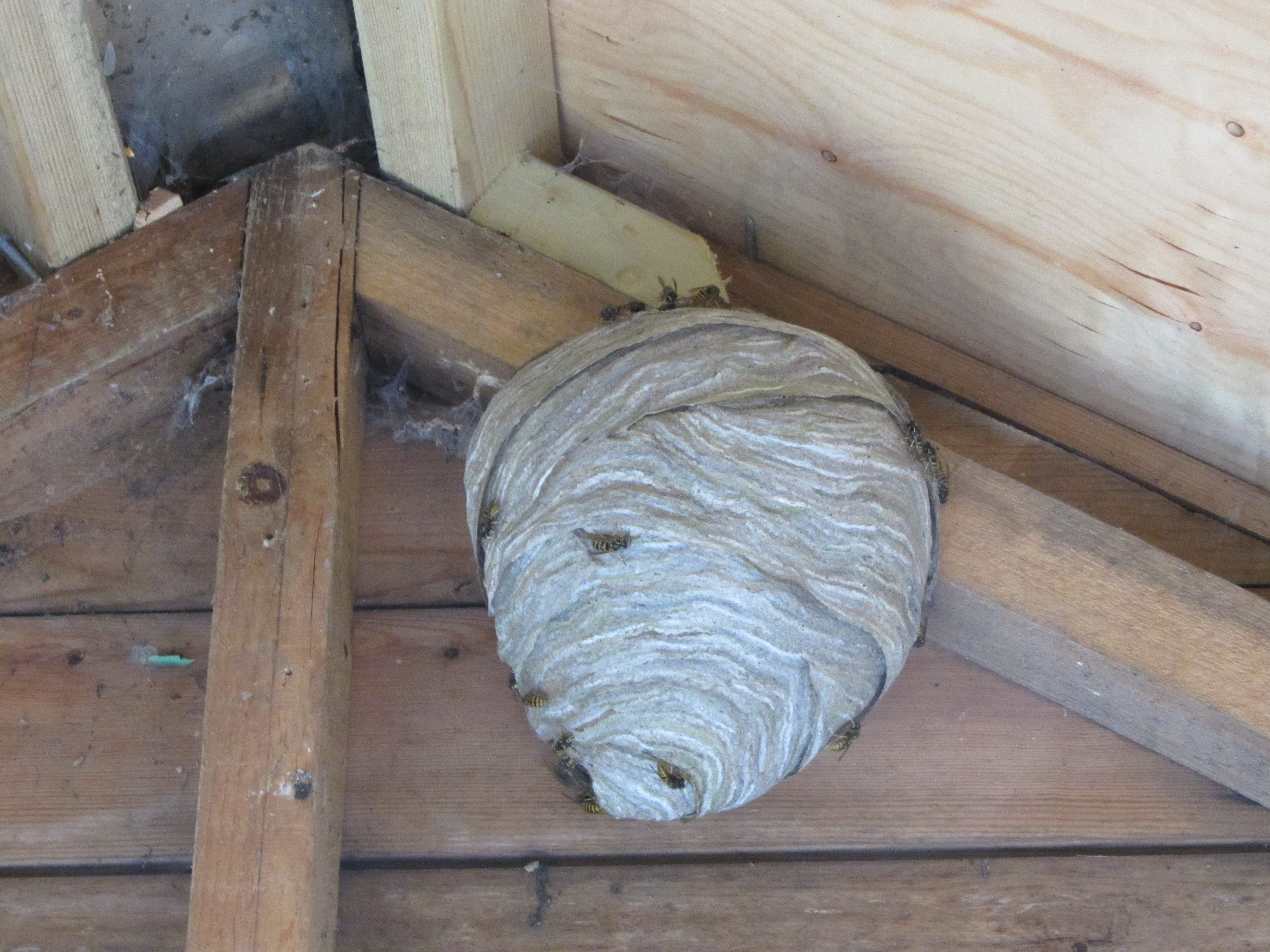 Darázsfészek eltávolítás 6